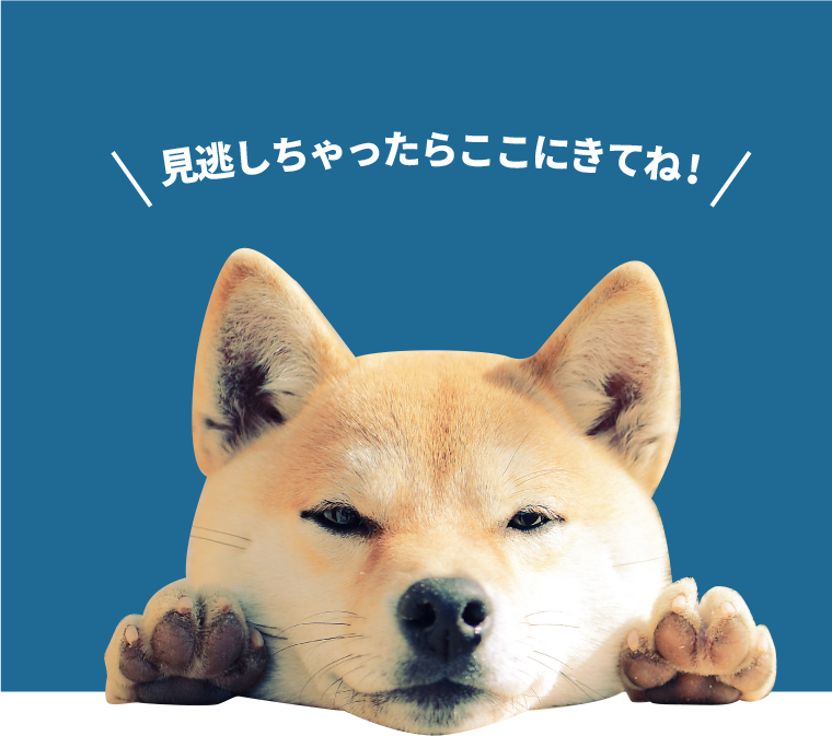 ここから視聴してね！